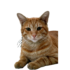 An Adorable Ginger Tabby Cat With Striking Eyes In A Relaxed Pose. 18418 - Cat PNG image with transparent background